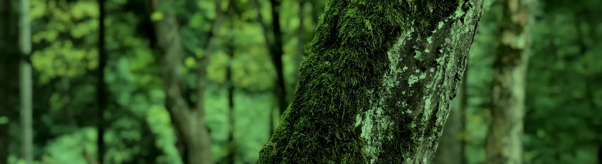 Detail kůry stromu porostlé mechem v lese, symbolizující šetrný přístup k přírodě a využívání dřeva z obnovitelných zdrojů.